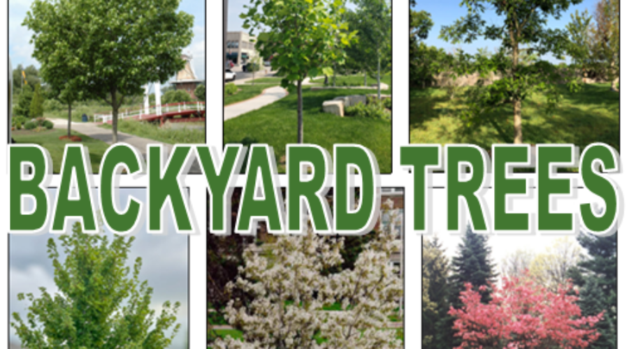 2026 Backyard Tree Program Now Open